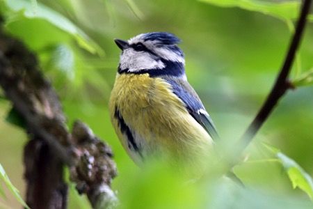 Cinciarella  - Maurizio Parenti