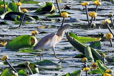 Sgarza ciuffetto  - Maurizio Parenti