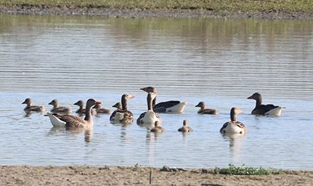 Oca selvatica occidentale  - Maurizio Parenti