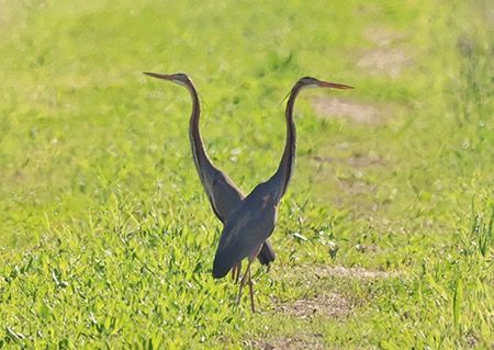 Airone rosso  - Maurizio Parenti