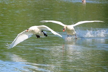 Cigno reale  - Maurizio Parenti