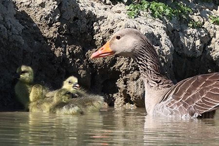 Oca selvatica occidentale  - Maurizio Parenti