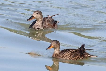 Canapiglia  - Maurizio Parenti