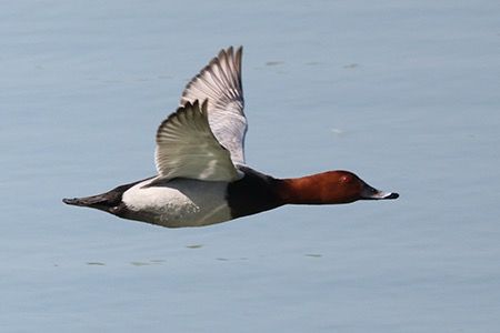 Moriglione  - Maurizio Parenti