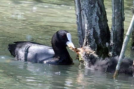 Folaga  - Maurizio Parenti