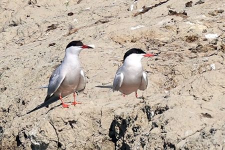 Sterna comune  - Maurizio Parenti