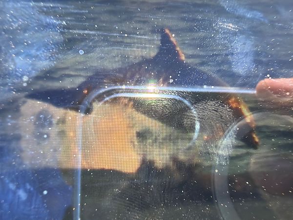 Cetaceo indet.  - Rafael Kirisits