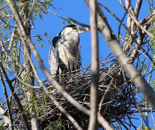 Airone cenerino  - Sergio Enrico Gallo