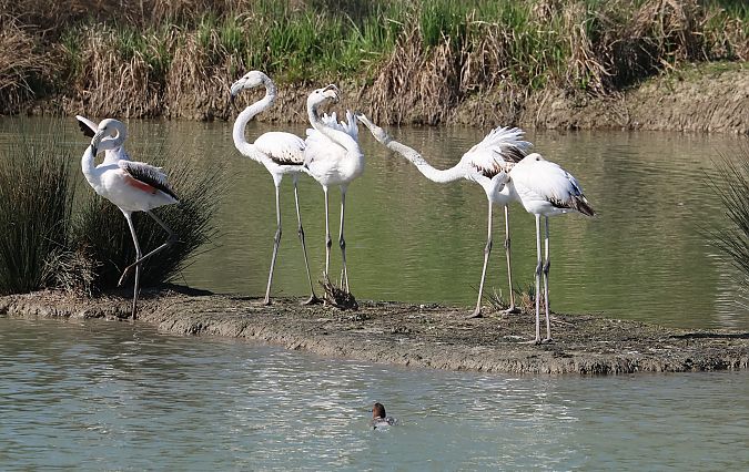 Fenicottero  - Sergio Enrico Gallo