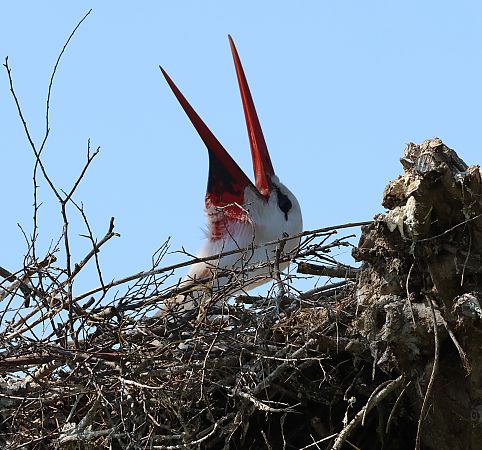 Cicogna bianca  - Sergio Enrico Gallo