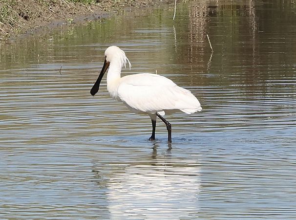 Spatola  - Sergio Enrico Gallo