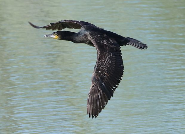 Cormorano  - Sergio Enrico Gallo