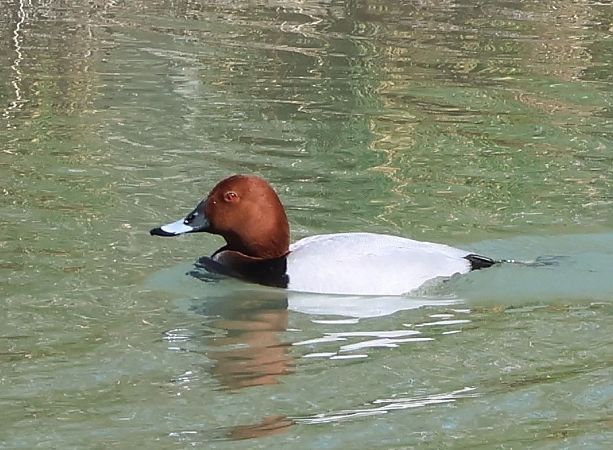 Moriglione  - Sergio Enrico Gallo