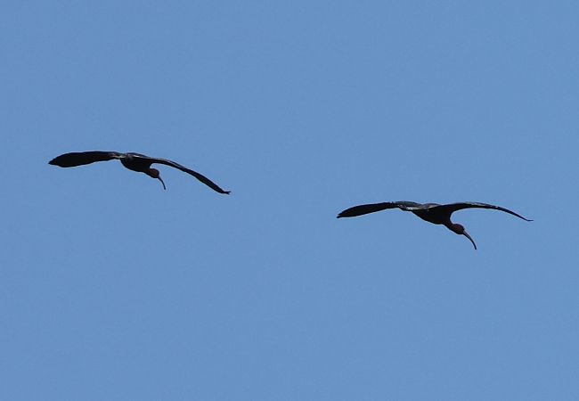 Mignattaio  - Sergio Enrico Gallo