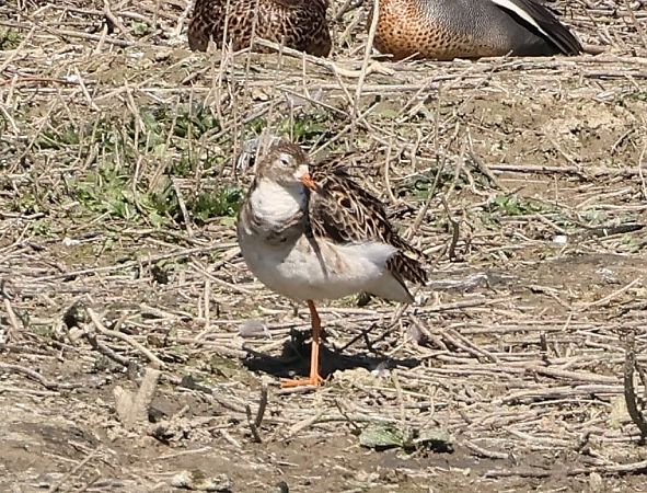 Combattente  - Sergio Enrico Gallo