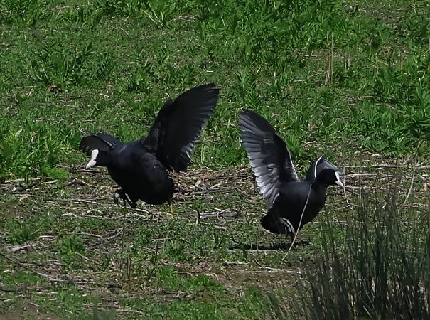 Folaga  - Sergio Enrico Gallo