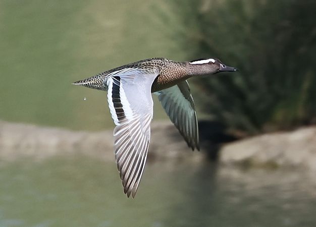 Marzaiola  - Sergio Enrico Gallo