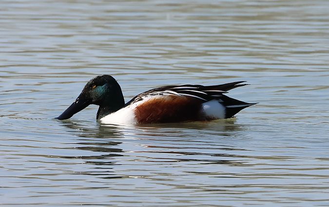 Mestolone  - Sergio Enrico Gallo