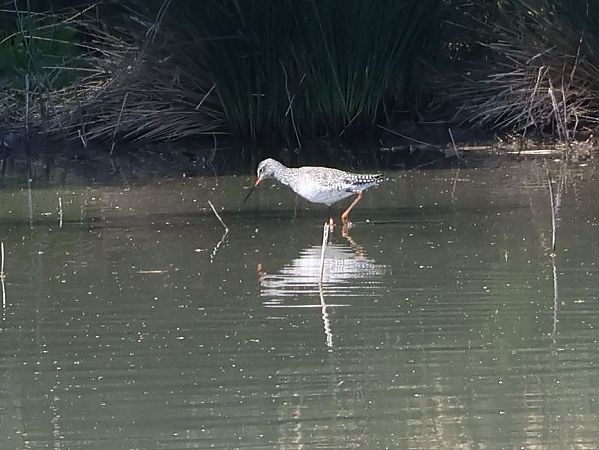Totano moro  - Sergio Enrico Gallo