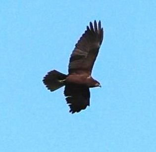 Falco di palude  - Sergio Enrico Gallo