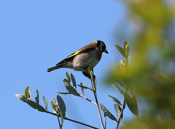 Cardellino  - Sergio Enrico Gallo