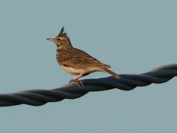 Cappellaccia  - Sergio Enrico Gallo