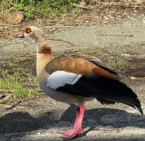 Oca egiziana  - Leonardo Manca