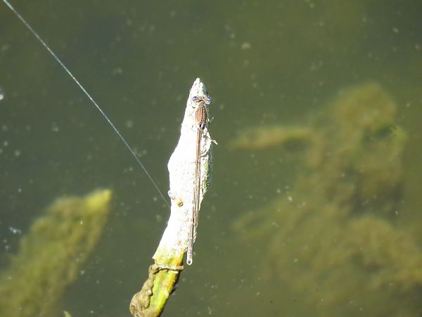 Sympecma fusca  - Dario Donzelli