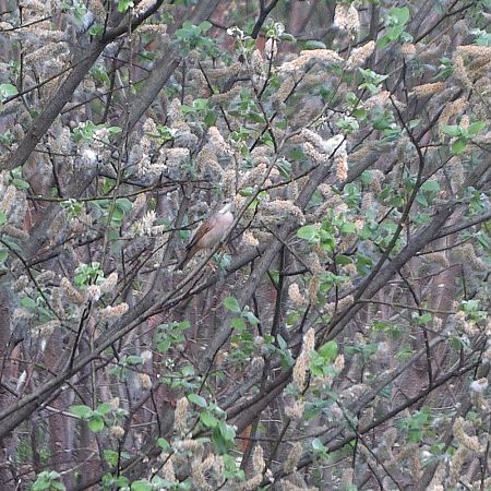 Dorngrasmücke  - Simon Rabensteiner