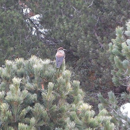 Nocciolaia  - Simon Rabensteiner