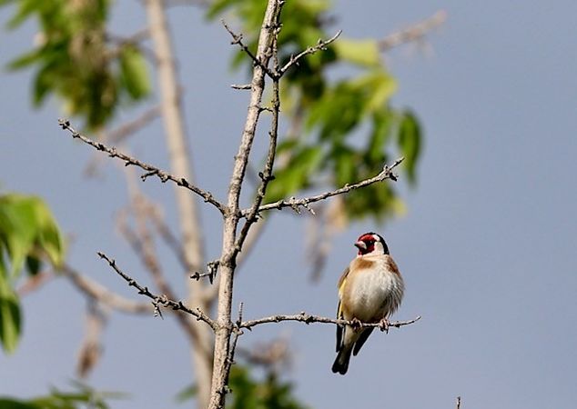 Cardellino  - Renato Sascor