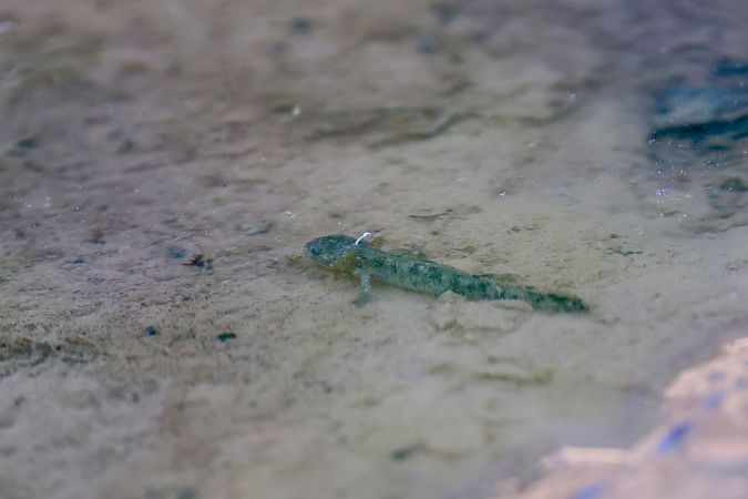 Tritone alpestre  - Renato Sascor