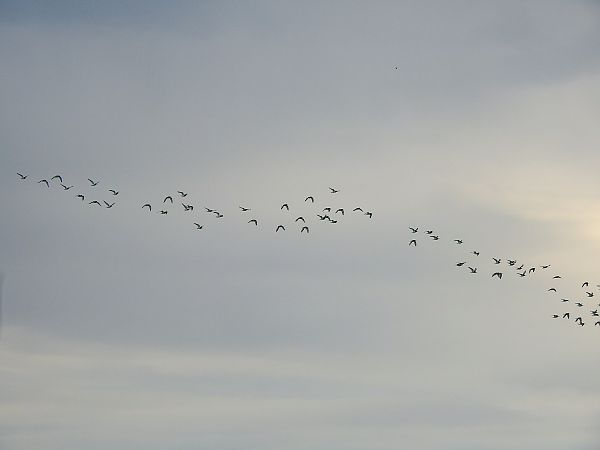 Beccaccia di mare  - Francesco Pepe