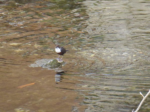 Merlo acquaiolo  - Luca Marinoni