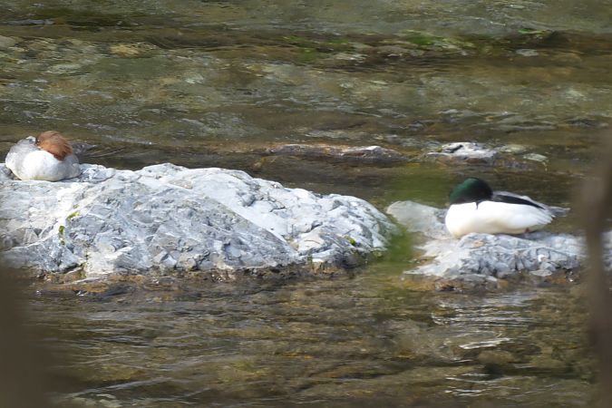 Smergo maggiore  - Luca Marinoni