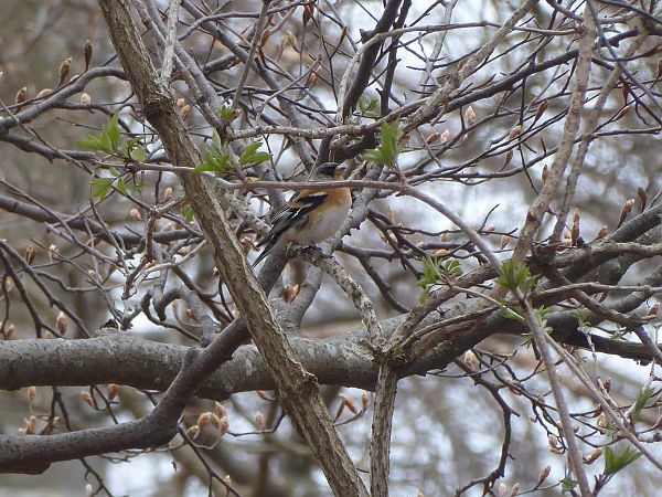 Peppola  - Luca Marinoni