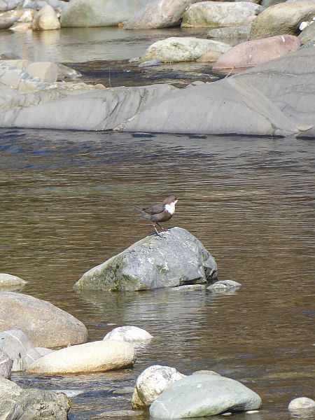 Merlo acquaiolo  - Luca Marinoni