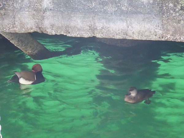 Fistione turco  - Luca Marinoni