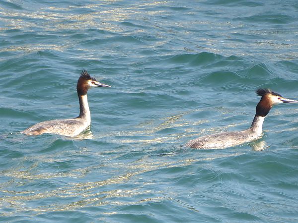 Svasso maggiore  - Luca Marinoni