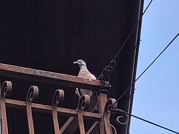 Colombaccio  - Luca Marinoni