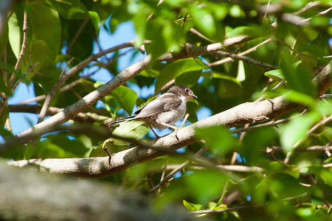 Schwanzmeise  - Francesca Scolari