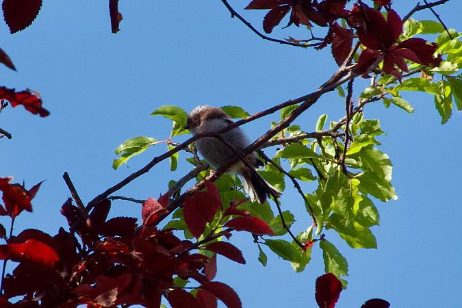 Codibugnolo  - Francesca Scolari