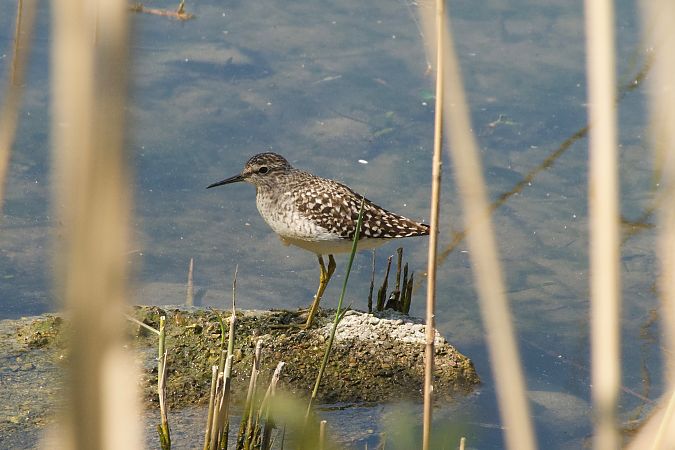 Piro-piro boschereccio  - Francesca Scolari
