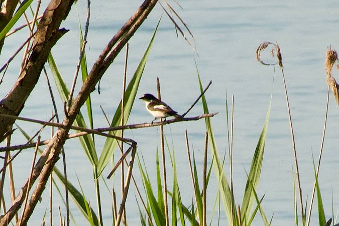 Trauerschnäpper  - Francesca Scolari