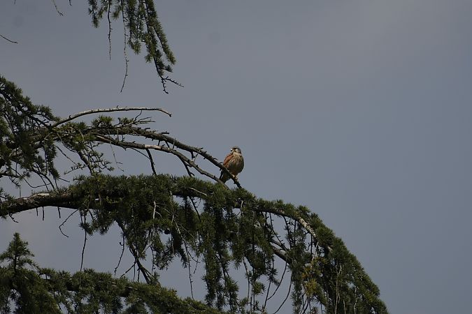Faucon crécerelle  - Luca Redaelli