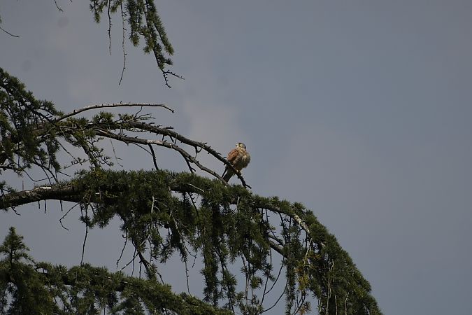 Gheppio  - Luca Redaelli