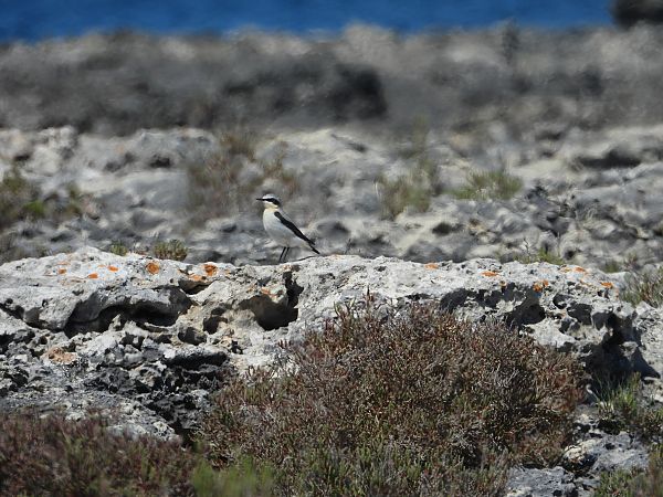 Culbianco  - Martina Valentina