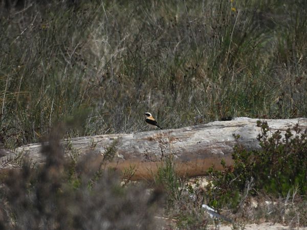 Monachella occidentale  - Martina Valentina