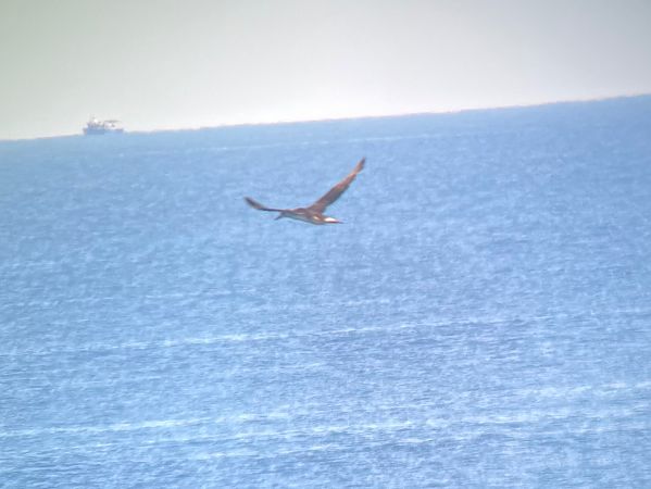 Sula  - Anne-Cathérine Gutzwiller