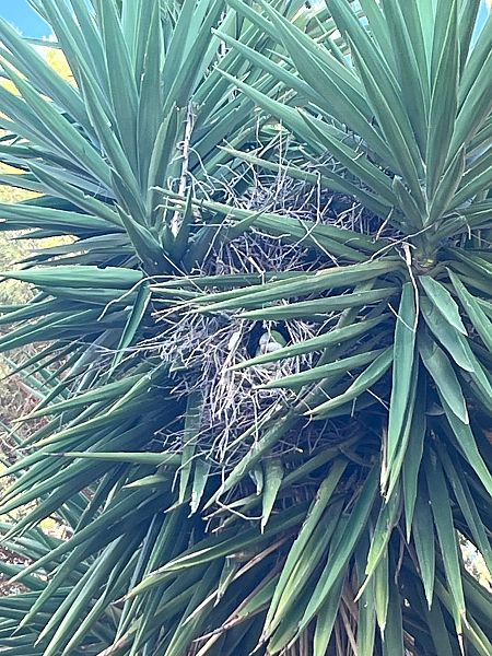 Parrocchetto monaco  - Mattia Poletti